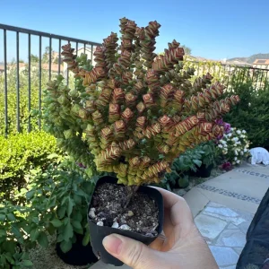 Crassula Tom Thumb Live Succulent Plant – Rare Indoor/Outdoor - Image 5