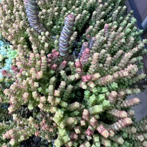 Crassula Tom Thumb Live Succulent Plant – Rare Indoor/Outdoor - Image 6