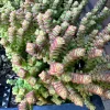 Crassula Tom Thumb Live Succulent Plant – Rare Indoor/Outdoor - Image 1