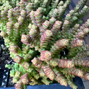 Crassula Tom Thumb Live Succulent Plant – Rare Indoor/Outdoor - Image 1