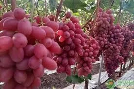 Crimson Seedless Grape Vine Bare Root Live Plant - Sweet Table Grapes - Image 2