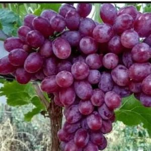 Crimson Seedless Grape Vine Bare Root Live Plant - Sweet Table Grapes - Image 3