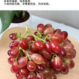 Crimson Seedless Grape Vine Bare Root Live Plant - Sweet Table Grapes - Image 7