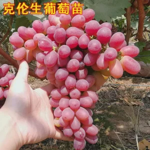 Crimson Seedless Grape Vine Bare Root Live Plant - Sweet Table Grapes - Image 1