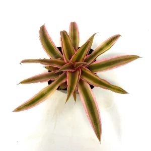 Cryptanthus bivittatus 'Pink Starlite' – Earth Star Bromeliad Live Plant – Indoor Foliage - Image 2