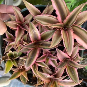 Cryptanthus bivittatus 'Pink Starlite' – Earth Star Bromeliad Live Plant – Indoor Foliage - Image 3