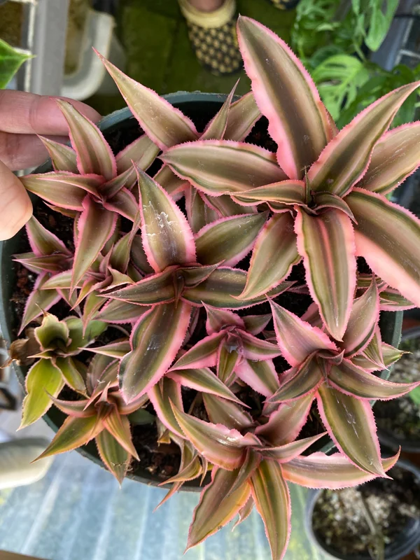 Cryptanthus bivittatus 'Pink Starlite' – Earth Star Bromeliad Live Plant – Indoor Foliage - Image 3