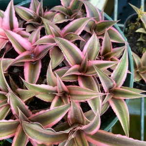 Cryptanthus bivittatus 'Pink Starlite' – Earth Star Bromeliad Live Plant – Indoor Foliage - Image 4