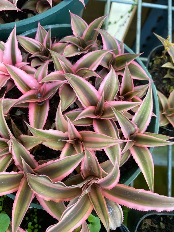 Cryptanthus bivittatus 'Pink Starlite' – Earth Star Bromeliad Live Plant – Indoor Foliage - Image 4