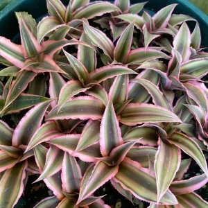 Cryptanthus bivittatus 'Pink Starlite' – Earth Star Bromeliad Live Plant – Indoor Foliage - Image 5