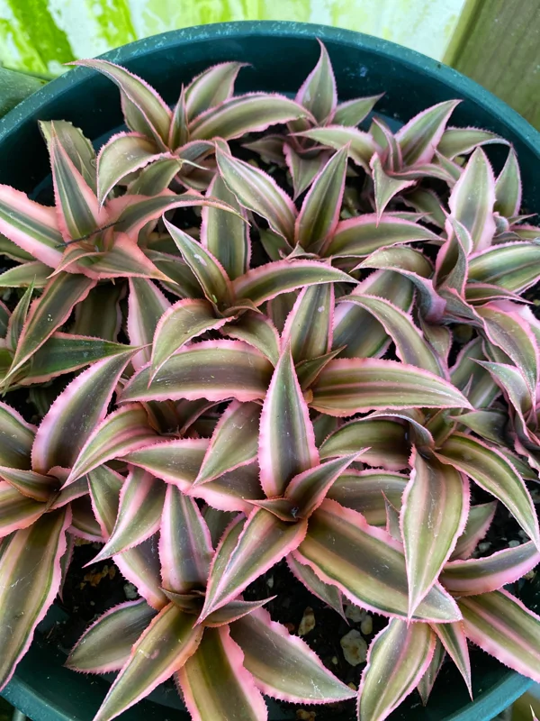 Cryptanthus bivittatus 'Pink Starlite' – Earth Star Bromeliad Live Plant – Indoor Foliage - Image 5