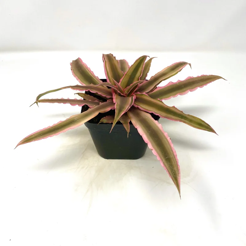 Cryptanthus bivittatus 'Pink Starlite' – Earth Star Bromeliad Live Plant – Indoor Foliage - Image 1