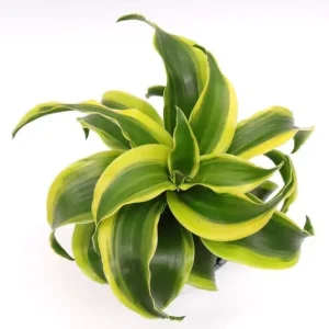 Curly Dracaena Lemon Live Plant - Twisted Houseplant - 4 Inch Pot - Indoor - Image 2