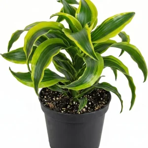 Curly Dracaena Lemon Live Plant - Twisted Houseplant - 4 Inch Pot - Indoor - Image 1