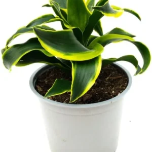 Curly Dracaena Lemon Live Plant - Twisted Houseplant - 4 Inch Pot - Indoor - Image 3