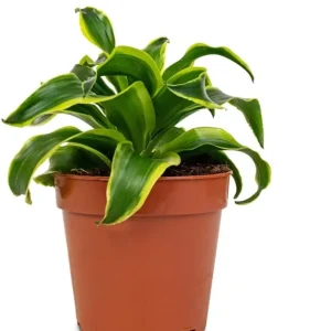 Curly Dracaena Lemon Live Plant - Twisted Houseplant - 4 Inch Pot - Indoor - Image 4
