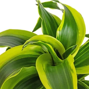 Curly Dracaena Lemon Live Plant - Twisted Houseplant - 4 Inch Pot - Indoor - Image 5