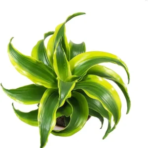 Curly Dracaena Lemon Live Plant - Twisted Houseplant - 4 Inch Pot - Indoor - Image 6