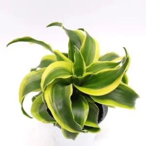 Curly Dracaena Lemon Live Plant - Twisted Houseplant - 4 Inch Pot - Indoor - Image 7