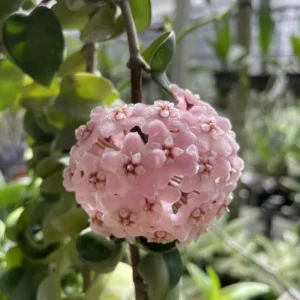 Curly Hoya Live Plant - Hoya Carnosa Compacta - 4-inch Pot - Pink White Star Flowers - Image 2