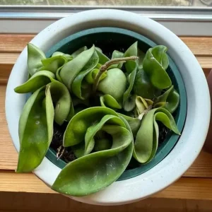 Curly Hoya Live Plant - Hoya Carnosa Compacta - 4-inch Pot - Pink White Star Flowers - Image 4