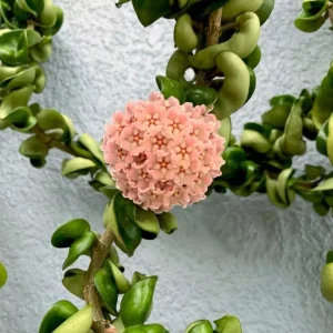 Curly Hoya Live Plant - Hoya Carnosa Compacta - 4-inch Pot - Pink White Star Flowers - Image 6