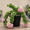 Curly Hoya Live Plant - Hoya Carnosa Compacta - 4-inch Pot - Pink White Star Flowers - Image 1