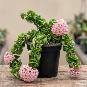 Curly Hoya Live Plant - Hoya Carnosa Compacta - 4-inch Pot - Pink White Star Flowers - Image 1
