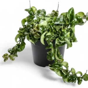 Curly Hoya Live Plant - Twisted Rope Hoya Carnosa Compacta - Pink Flower - 4 inch Pot - Image 3