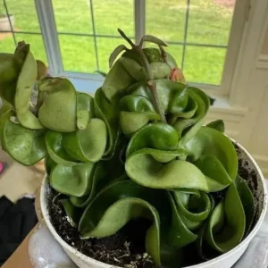 Curly Hoya Live Plant - Twisted Rope Hoya Carnosa Compacta - Pink Flower - 4 inch Pot - Image 6