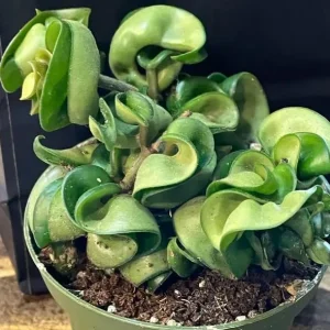 Curly Hoya Live Plant - Twisted Rope Hoya Carnosa Compacta - Pink Flower - 4 inch Pot - Image 7