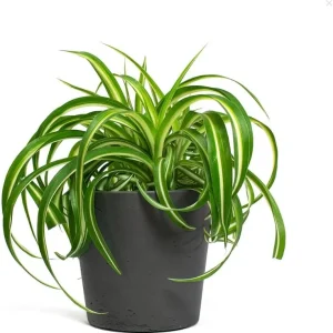 Curly Spider Plant Live Houseplant - Chlorophytum Comosum - 4 inch Nursery Pot - Image 2