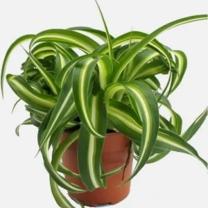 Curly Spider Plant Live Houseplant - Chlorophytum Comosum - 4 inch Nursery Pot - Image 3