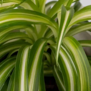 Curly Spider Plant Live Houseplant - Chlorophytum Comosum - 4 inch Nursery Pot - Image 4