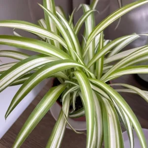 Curly Spider Plant Live Houseplant - Chlorophytum Comosum - 4 inch Nursery Pot - Image 5