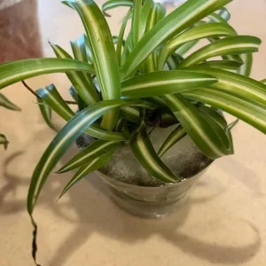 Curly Spider Plant Live Houseplant - Chlorophytum Comosum - 4 inch Nursery Pot - Image 6