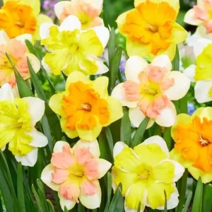 Daffodil Bulbs – 25 Colorful Narcissus Flower Bulbs – Hardy Perennial – 12-16cm - Image 2