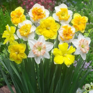 Daffodil Bulbs – 25 Colorful Narcissus Flower Bulbs – Hardy Perennial – 12-16cm - Image 3