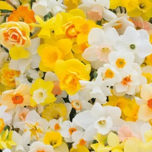 Daffodil Bulbs – 25 Colorful Narcissus Flower Bulbs – Hardy Perennial – 12-16cm - Image 4