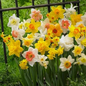 Daffodil Bulbs – 25 Colorful Narcissus Flower Bulbs – Hardy Perennial – 12-16cm - Image 6