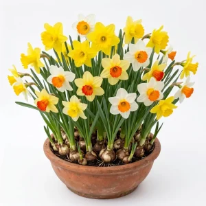 Daffodil Bulbs – 25 Colorful Narcissus Flower Bulbs – Hardy Perennial – 12-16cm - Image 1
