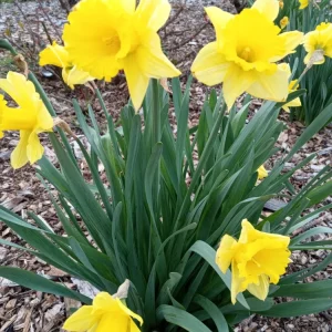Daffodil Bulbs Mix - 5 Fragrant Perennial Spring Flower Bulbs - Outdoor - Image 10