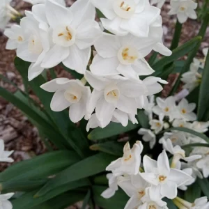 Daffodil Bulbs Mix - 5 Fragrant Perennial Spring Flower Bulbs - Outdoor - Image 15
