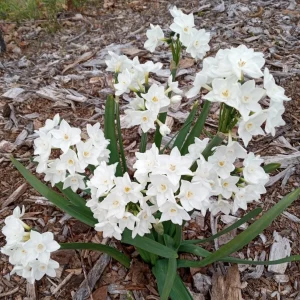 Daffodil Bulbs Mix - 5 Fragrant Perennial Spring Flower Bulbs - Outdoor - Image 16