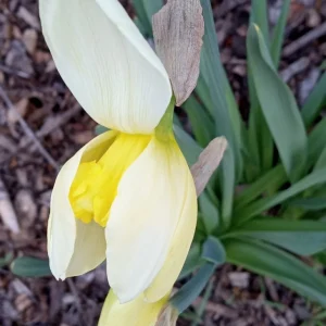 Daffodil Bulbs Mix - 5 Fragrant Perennial Spring Flower Bulbs - Outdoor - Image 5