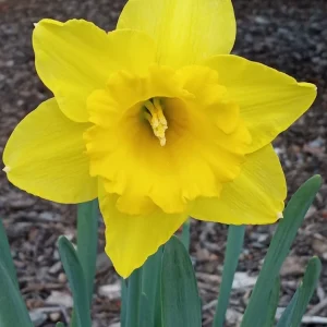 Daffodil Bulbs Mix - 5 Fragrant Perennial Spring Flower Bulbs - Outdoor - Image 6