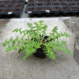 Dandelion Live Plants - 2 Plants in 4-inch Pot - Edible & Medicinal - Image 2
