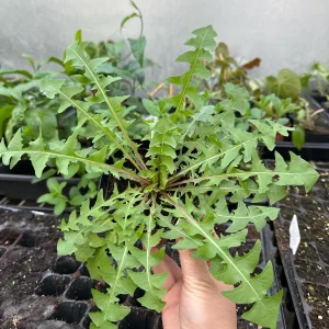Dandelion Live Plants - 2 Plants in 4-inch Pot - Edible & Medicinal - Image 3