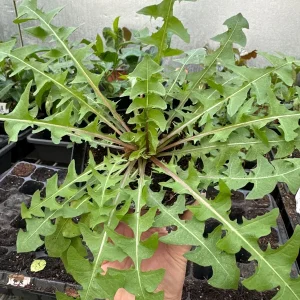 Dandelion Live Plants - 2 Plants in 4-inch Pot - Edible & Medicinal - Image 1