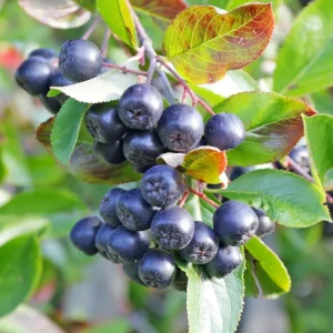 Dark Chokeberry Bare Root Plant - Black Aronia Berry Shrub 6-12" Tall - Outdoor Edible - Image 2